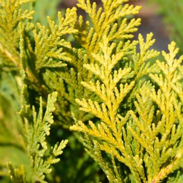 Faux cyprès de Lawson d’Ellwood doré ou Chamaecyparis lawsoniana ‘Ellwood’s Gold’