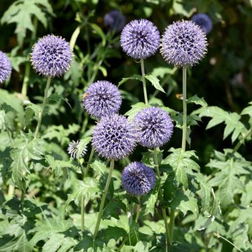 Chardon boule - Echinops ritro