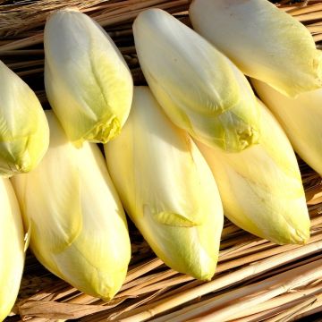 Chicorée Endive Witloof Crenoline HF1