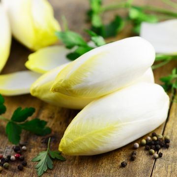 Chicorée Endive Witloof Zoom HF1