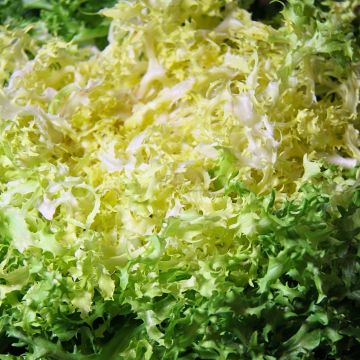 Chicorée frisée de Meaux