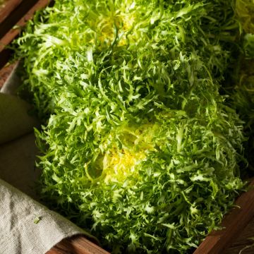 Chicorée frisée très fine maraîchère 3