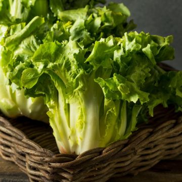 Chicorée Scarole Cornet d'Anjou