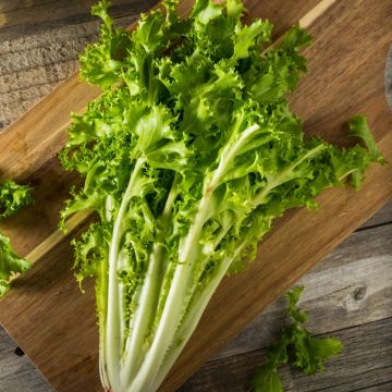 Chicorée Scarole Cornet de Bordeaux