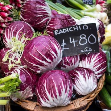 Chicorée à feuilles Palla Rossa