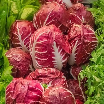 Chicorée à feuilles Rouge de Vérone
