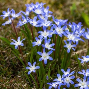 Chionodoxa Luciliae