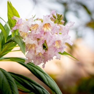 Chitalpa de Taschkent - Chitalpa tashkentensis Summer Bells Minsum