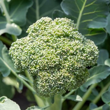Chou Brocoli Calabrese Natalino BIO