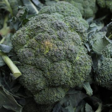Chou Brocoli Verdia Hybride F1