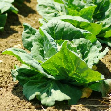 Chou Cabus Cœur de bœuf Moyen de la Halle