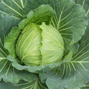 Chou Cabus de Brunswik