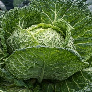 Chou de Milan Gros des Vertus 4