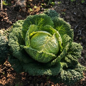 Chou de Milan Norma HF1