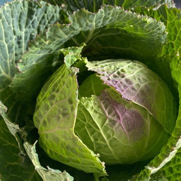 Chou de Milan de Pontoise 2