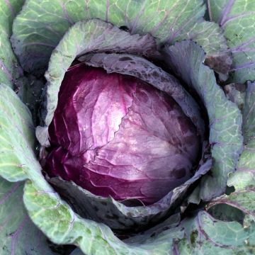 Chou rouge Tête Noire 3