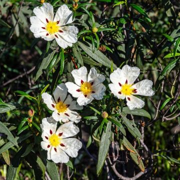 Cistus x florentinus Repens - Ciste