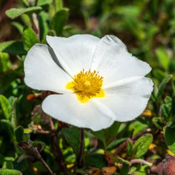 Cistus corbariensis - Ciste des Corbières