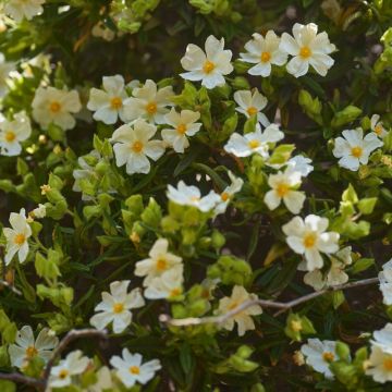 Cistus monspeliensis - Ciste de Montpellier