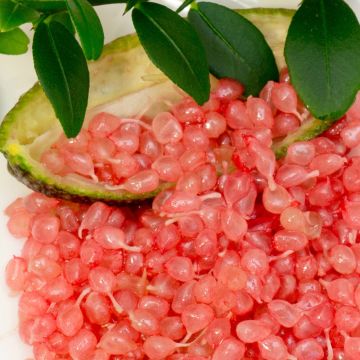Citronnier caviar ou Microcitrus australasica