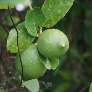 Citronnier vert lime ou Citrus aurantifolia