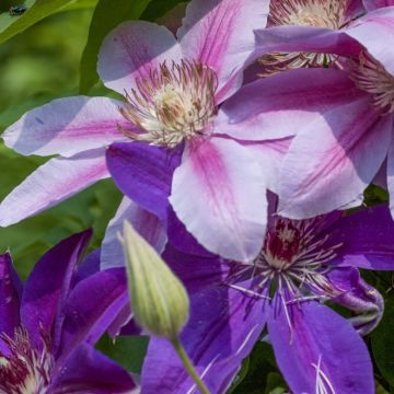 Clématite Etoile De Malicorne
