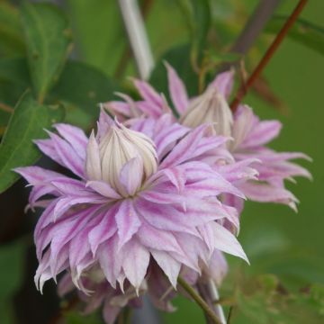 Clématite - Clematis Multi Pink