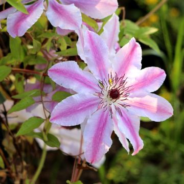 Clématite - Clematis Nelly Moser