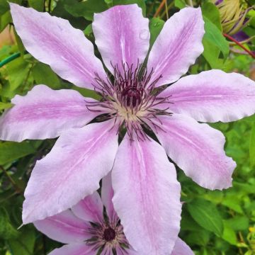 Clématite - Clematis Souvenir du Capitaine Thuilleaux