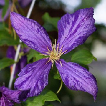Clematite Tie Dye - Clematis - Clématite à grandes fleurs