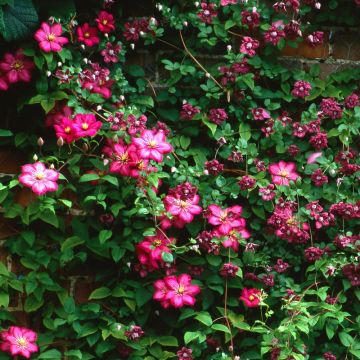 Clématite ou Clematis X 'Ville de Lyon'