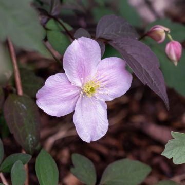 Clématite des montagnes ou Clematis montana 'Mayleen'