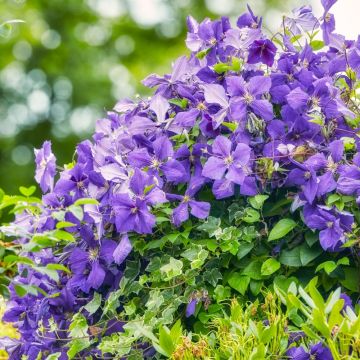 Clématite viticella Perle d'Azur