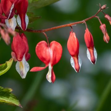 Coeur de Marie Rouge - Dicentra spectabilis Valentine