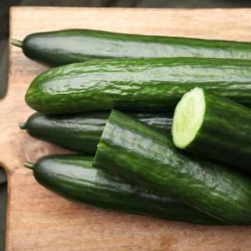 Concombre Breso Hybride F1