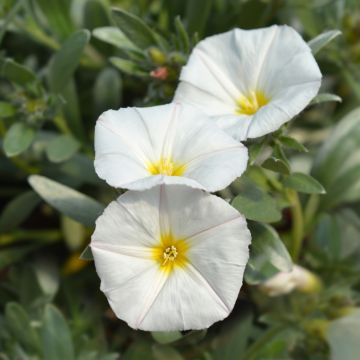 Liseron argenté, Convolvulus cneorum