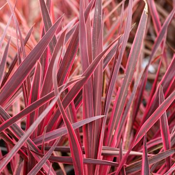 Cordyline Charlie boy®