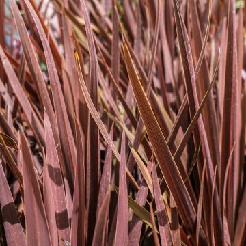 Cordyline australis Red Star