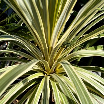Cordyline australis Torbay Dazzler en pot, méditerranéenne Meilland Richardier