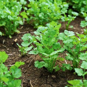 Coriandre cultivée