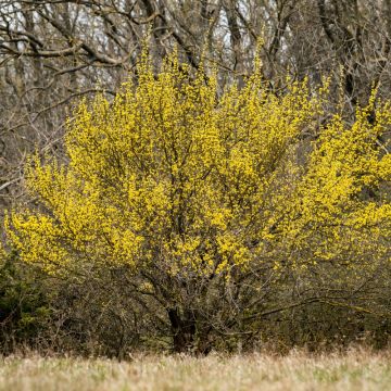 Cornouiller m&acirc;le ou cornus mas
