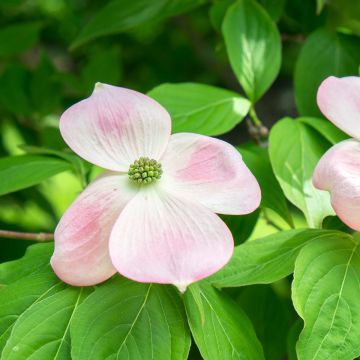 Cornus hongkongensis Parc de Haute Bretagne - Cornouiller de Hong Kong