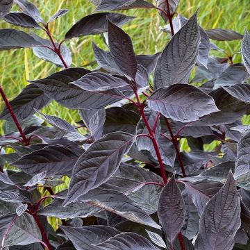 Cornus alba Miracle - Cornouiller blanc 