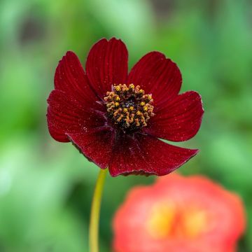 Cosmos Chocamocha