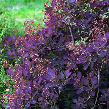 Arbre à perruque, Cotinus Royal Purple
