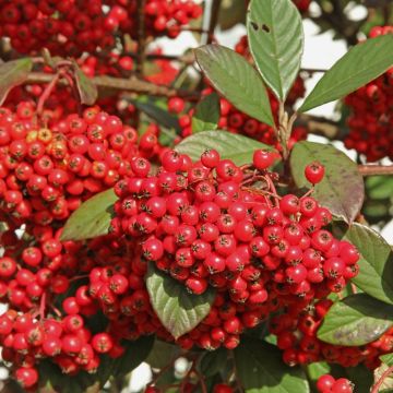 Cotoneaster Lactea