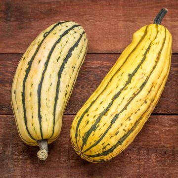 Courge Delicata Sweet Potato BIO