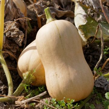 Courge Musquée Waltham Butternut