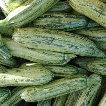 Courgette Adrielle F1