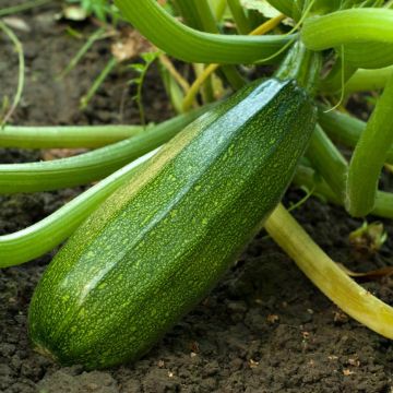 Courgette Anissa HF1